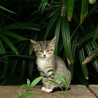 免费VPN节点 | 1月21日19.2M/S|免费Clash节点/Shadowrocket节点/Singbox节点/Trojan节点/V2ray节点/SSR节点节点推荐，在线Clash机场梯子购买推荐