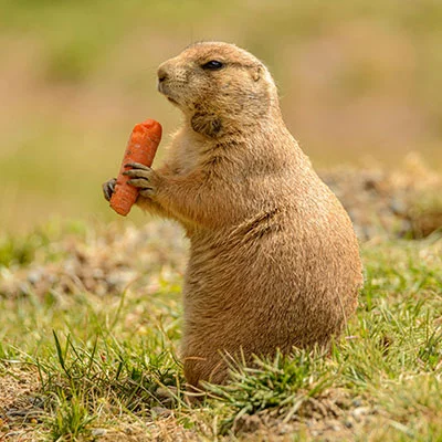 免费VPN节点 | 1月16日22.7M/S|免费V2ray节点/Shadowrocket节点/Singbox节点/Clash节点/SSR节点节点推荐，在线Clash机场梯子购买推荐