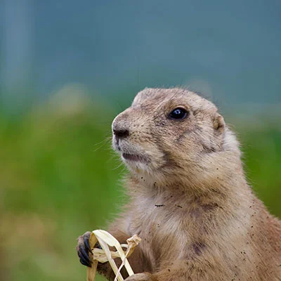 免费VPN节点 | 1月9日21.3M/S|免费Clash节点/Shadowrocket节点/V2ray节点/SSR节点/Singbox节点节点推荐，在线Clash机场梯子购买推荐