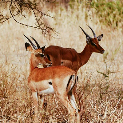 免费VPN节点 | 1月23日21.7M/S|免费Singbox节点/Clash节点/SSR节点/Shadowrocket节点/Trojan节点/V2ray节点节点推荐，在线Clash机场梯子购买推荐