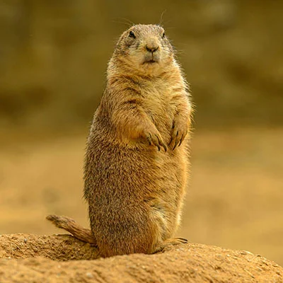 免费VPN节点 | 1月20日18.3M/S|免费Shadowrocket节点/V2ray节点/SSR节点/Singbox节点/Trojan节点/Clash节点节点推荐，在线Clash机场梯子购买推荐