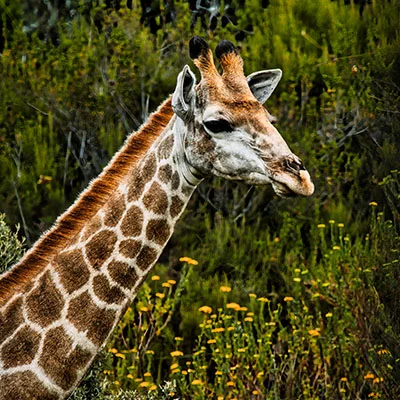 免费VPN节点 | 1月18日21.7M/S|免费Singbox节点/Trojan节点/V2ray节点/Shadowrocket节点/SSR节点/Clash节点节点推荐，在线Clash机场梯子购买推荐