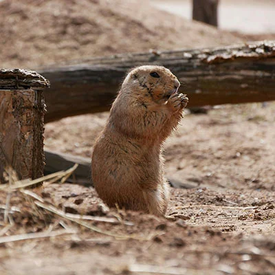 免费VPN节点 | 1月10日22.9M/S|免费SSR节点/Singbox节点/Clash节点/V2ray节点/Shadowrocket节点节点推荐，在线Clash机场梯子购买推荐