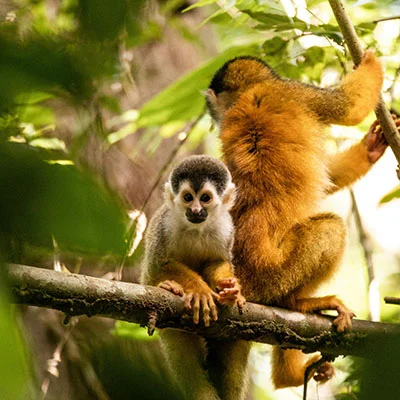 Shadowrocket流量全掌控：iOS用户如何高效管理VPN使用限额