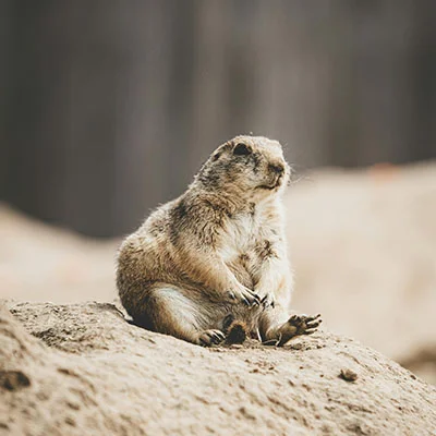 免费VPN节点 | 1月24日20M/S|免费V2ray节点/Singbox节点/SSR节点/Trojan节点/Clash节点/Shadowrocket节点节点推荐，在线Clash机场梯子购买推荐