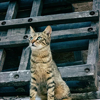 免费VPN节点 | 1月27日18M/S|免费Clash节点/SSR节点/V2ray节点/Shadowrocket节点/Trojan节点/Singbox节点节点推荐，在线Clash机场梯子购买推荐