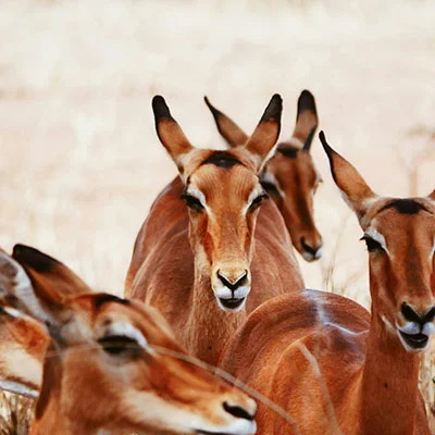 手机端V2Ray全方位使用指南：安装、配置与常见问题解析