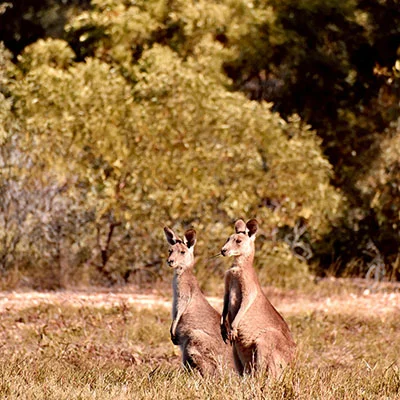 掌握Quantumult签到：一站式操作详解与使用策略